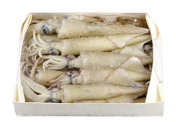 冰冻-Tiefgefroren 加州笔管鱿鱼 1公斤/Kalifornischer Tintenfisch 1kg