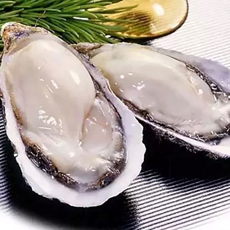 超级生蚝0号 12只 /Oyster 12 pcs no.0 Extra (nr1 extra)